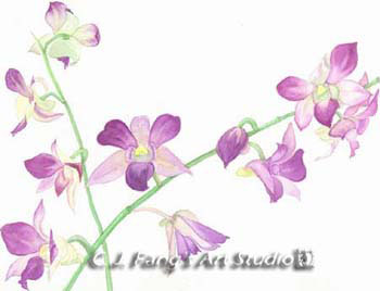 Orchid IV